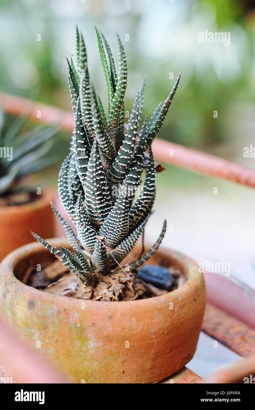 Closeup, Zebra Haworthia Fasciata, Attenuata Sukkulente der trockenen  Pflanze Stockfotografie - Alamy