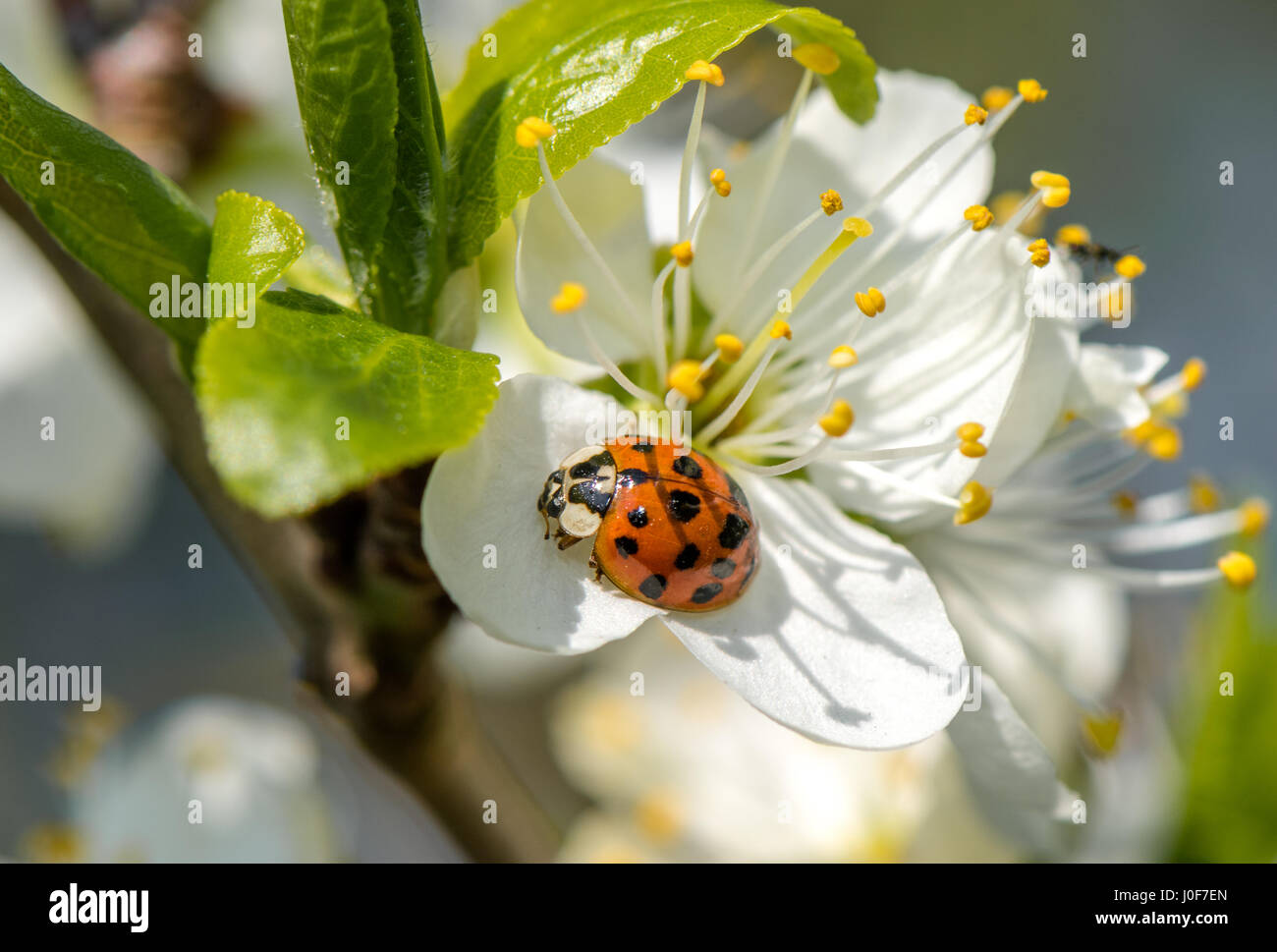 Marienkäfer fliegen -Fotos und -Bildmaterial in hoher Auflösung – Alamy Marienkäfer fliegen -Fotos und -Bildmaterial in hoher Auflösung – Alamy