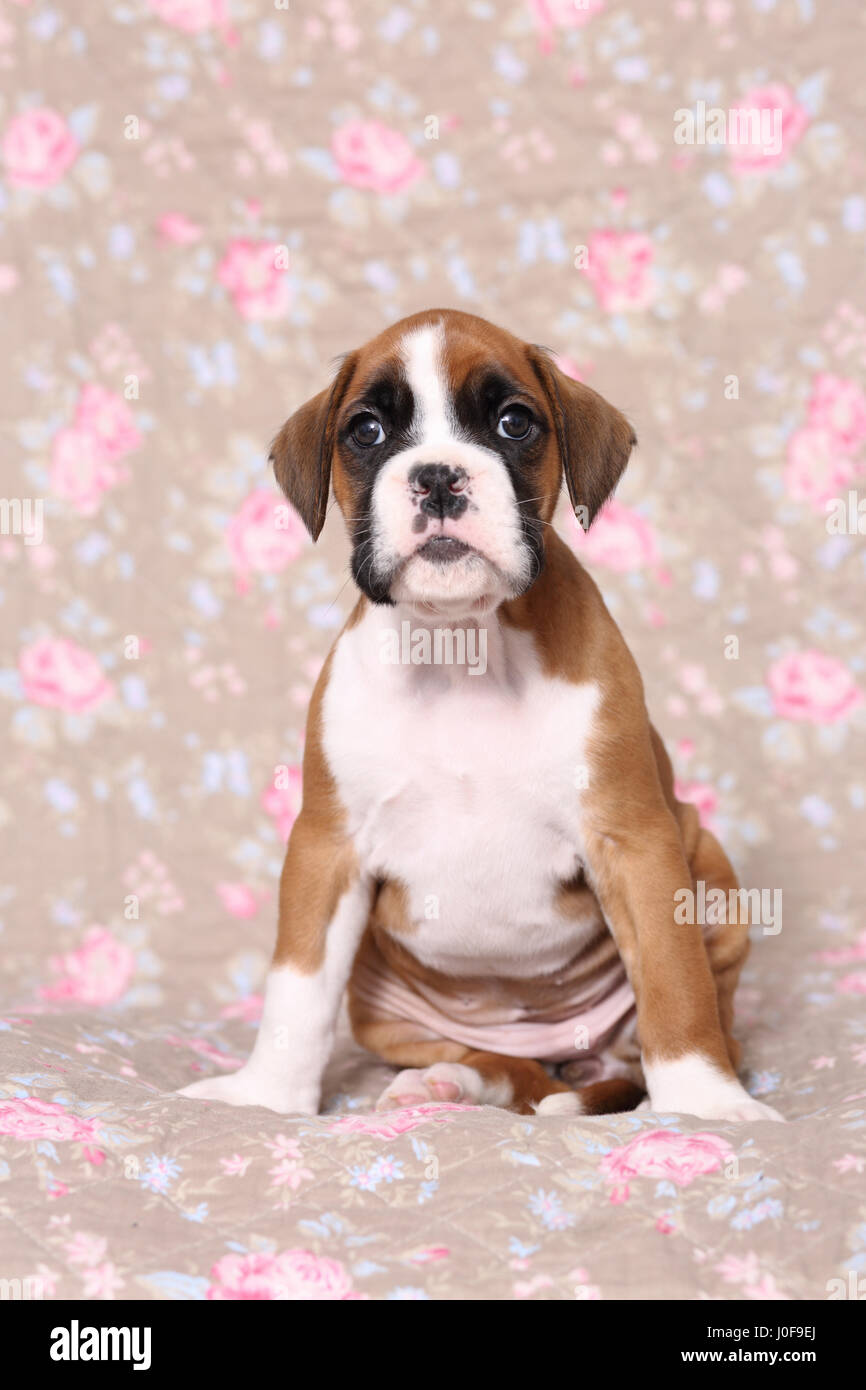 Deutscher Boxer. Welpe (6 Wochen alt) sitzen. Studio Bild gegen ein  florales Design Tapete gesehen Stockfotografie - Alamy