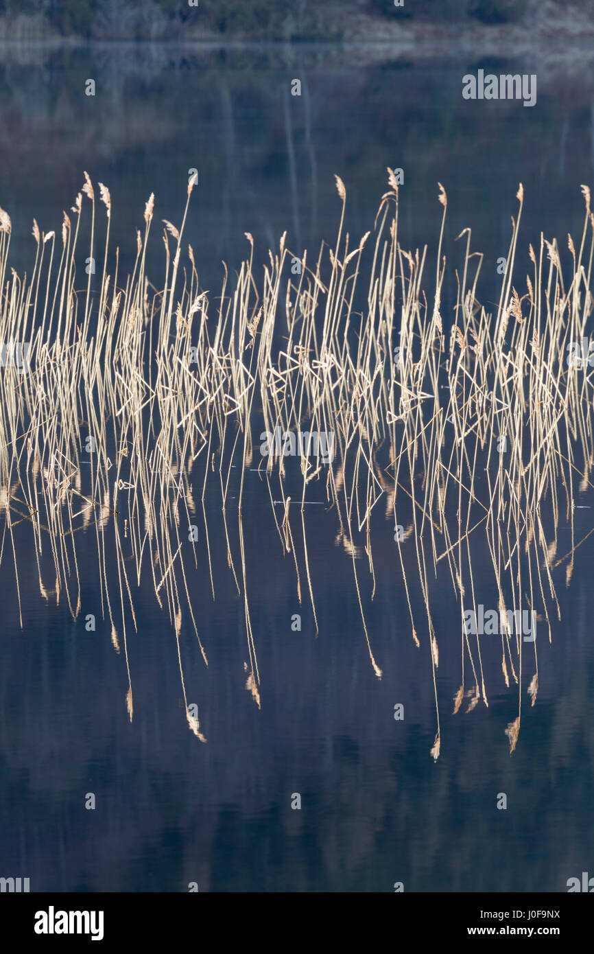 Loch Pityoulish Aviemoer Inverness-Shire, Schottland Stockfoto