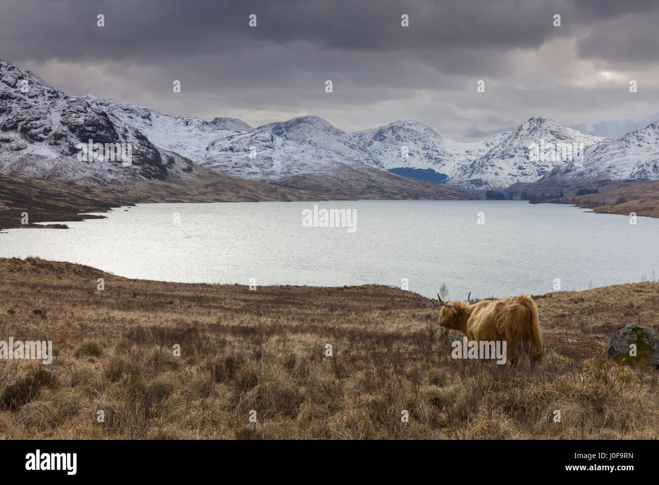 Loch Arklet in der Nähe von Aberfoyle in dem Lomond und Trossachs National Park Stockfoto