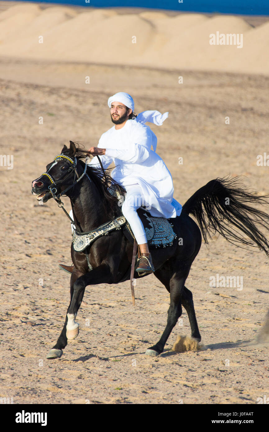 Arabisches Pferd. Reiter in Tracht auf schwarzen Hengst im Galopp in