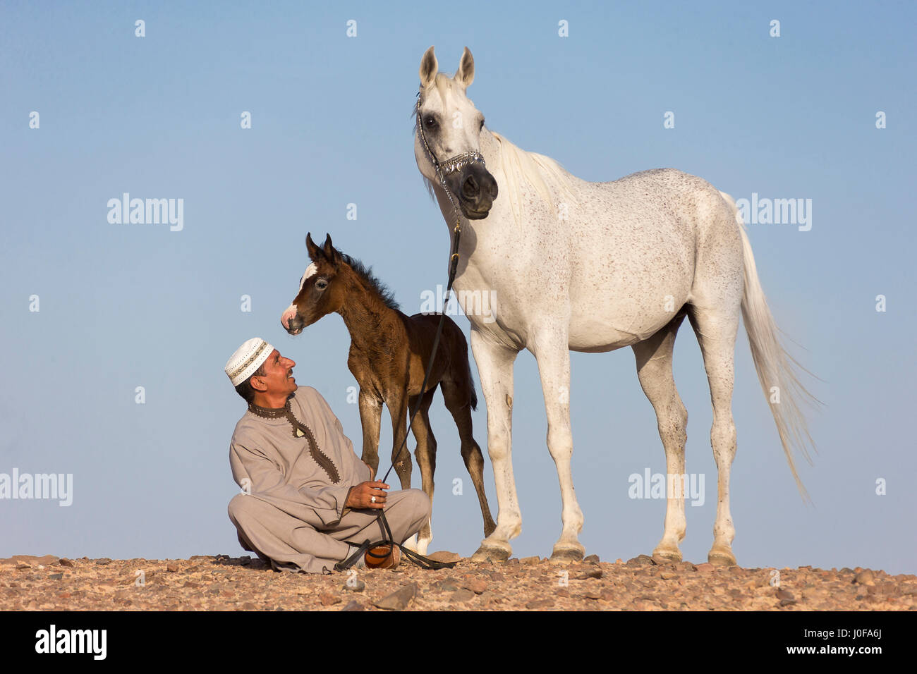 Arabische Pferd. Graue Stute, Fohlen und lokal in typischer Kleidung in der Wüste. Ägypten Stockfoto