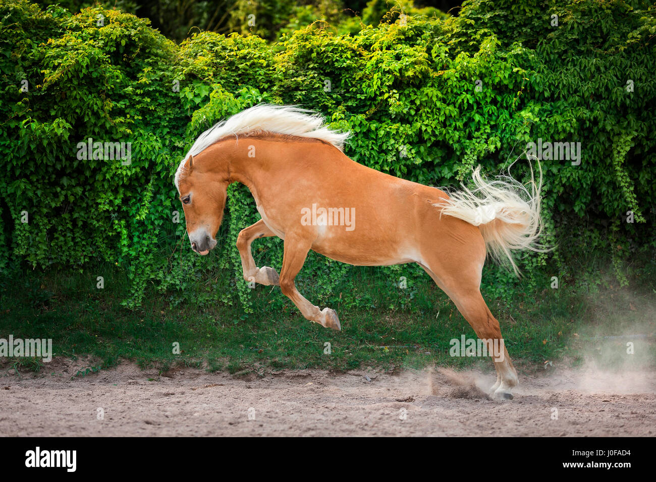 Haflinger Pferd. Erwachsenen Stute in einem Paddock Ruckeln. Süd-Tirol, Italien Stockfoto