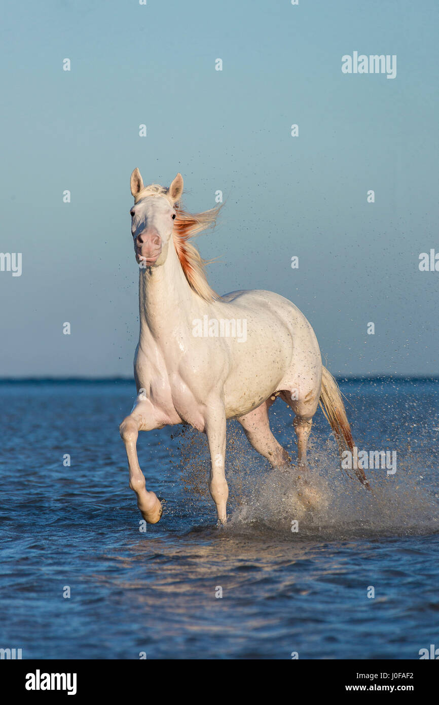 Barb Pferd. Dominierende weiße Stute galoppiert im Meer. Ägypten Stockfoto