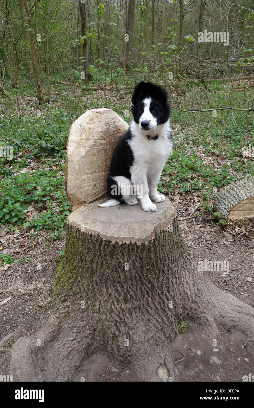 Süße Border Collie Welpen sitzen auf einem Wald Baum Stump Sitz UK Stockfoto