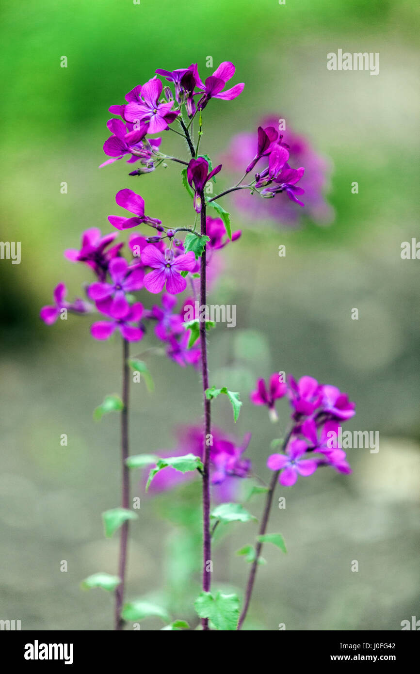 LUNARIA Annua Trivialname Ehrlichkeit in voller Blüte Stockfoto