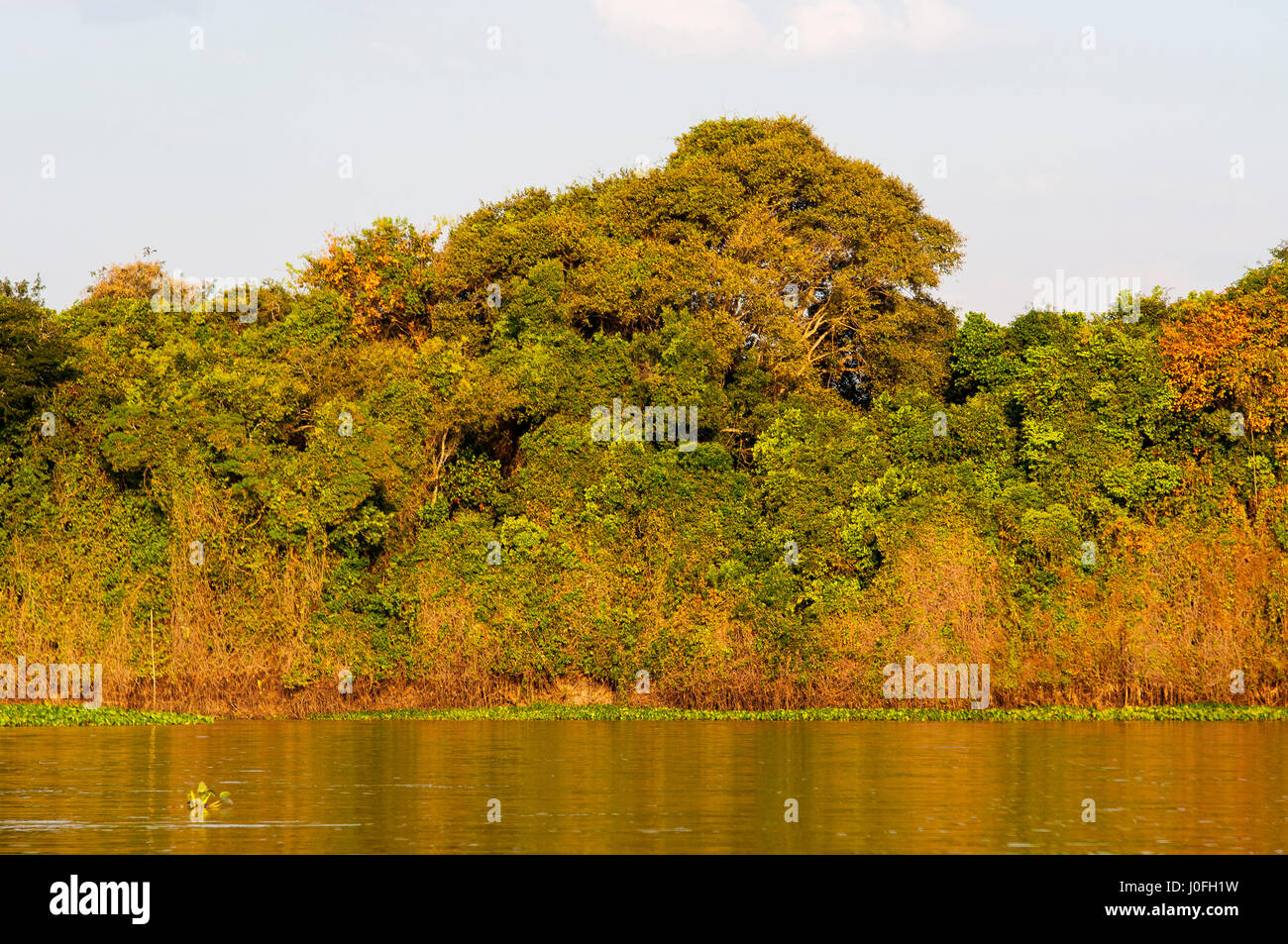 Typische Auenwaldfläche in Cuiabá Fluss im Pantanal, Lebensraum des Jaguars, Immobilien in Mato Grosso, Brasilien Stockfoto