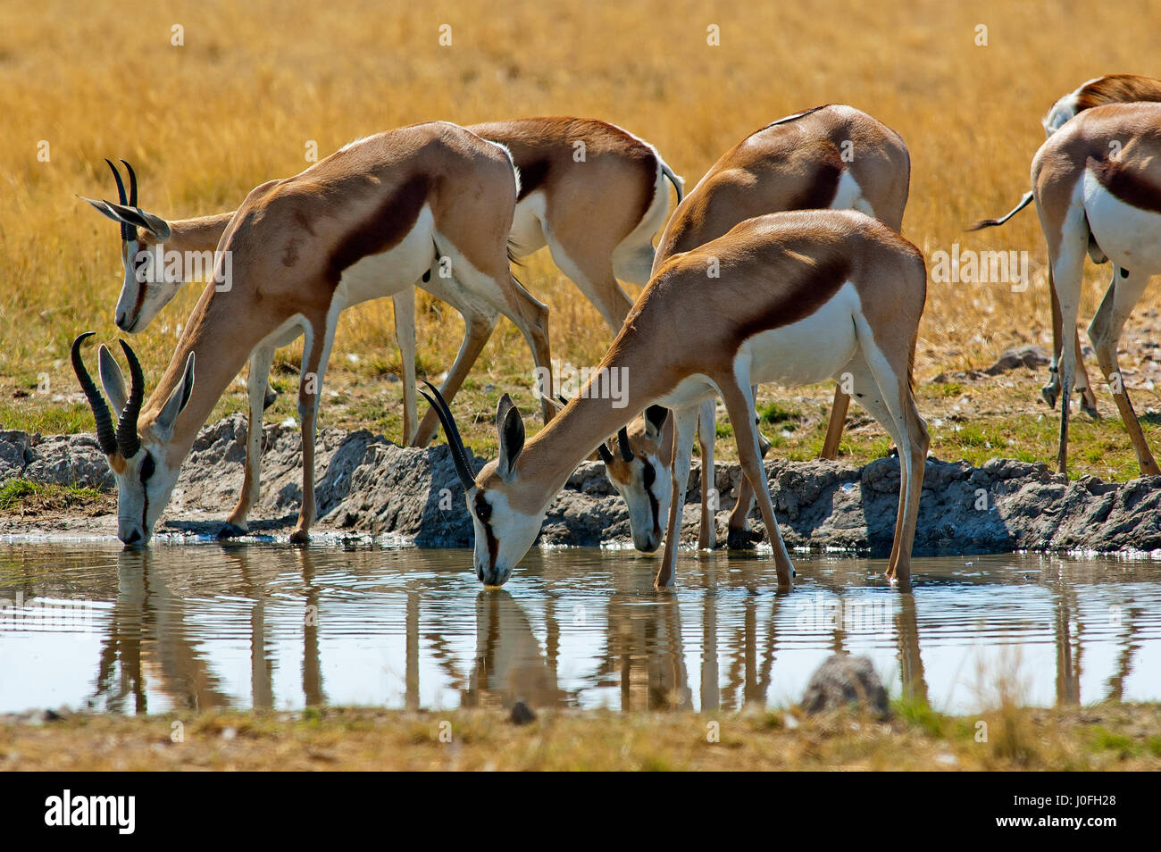 Springböcke trinken an einem Wasserloch, Central Kalahari Game Reserve, Botswana Stockfoto