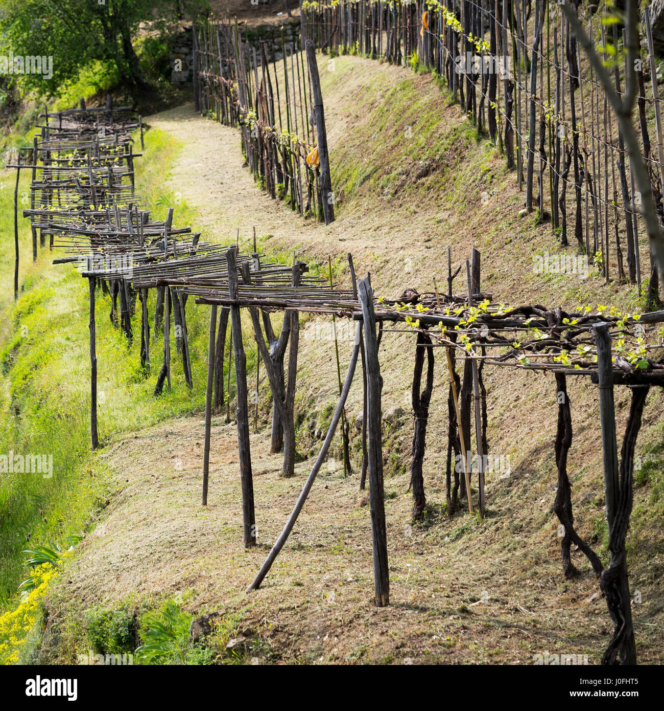 Weinberg im Frühjahr. Traditionelle Landwirtschaft und Schnitt-Methode, Italien. Stockfoto