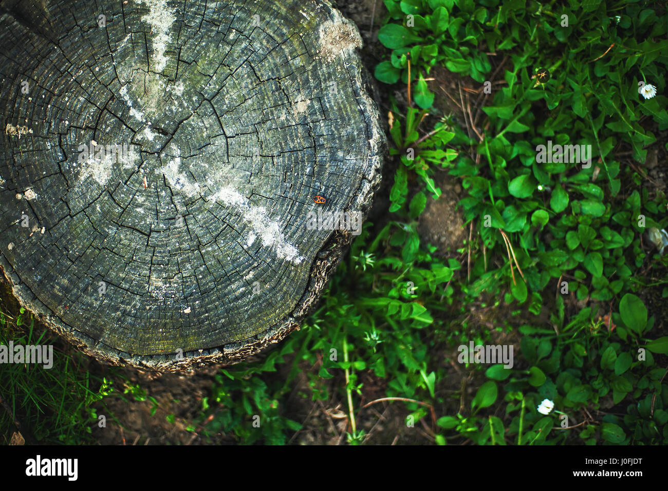 Detailansicht auf einem alten Baumstumpf und frische Gräser. Stockfoto