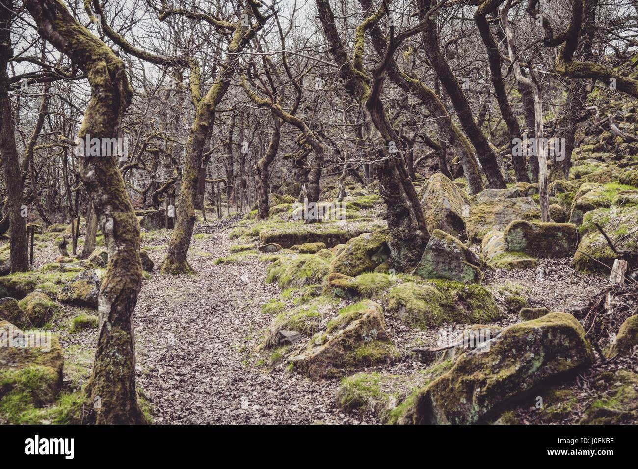 Padley Schlucht und Schauspielerei Moor, Peak District, Sheffield. Stockfoto