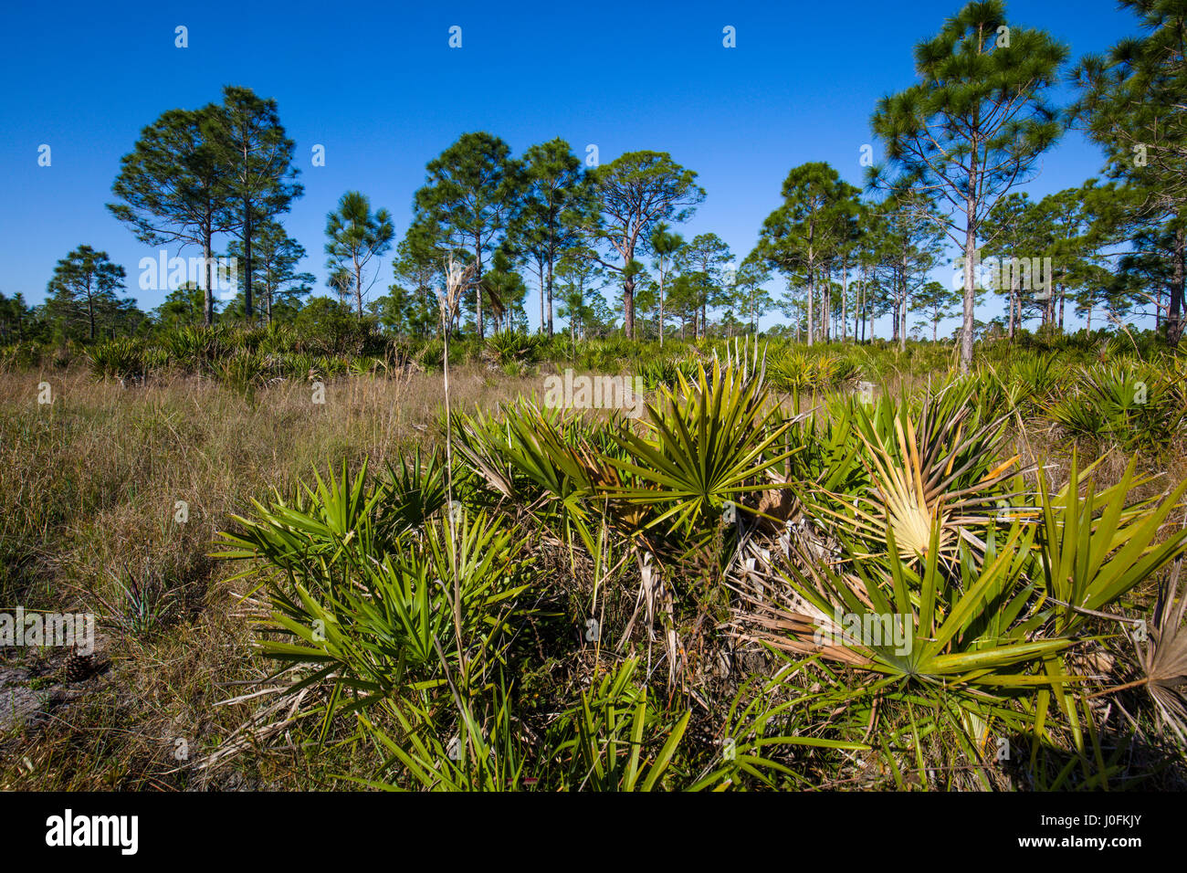 Kiefer-Flatwoods in Babcock/Webb Wildlife Management Area in Punta Gorda in Südwest Florida Stockfoto