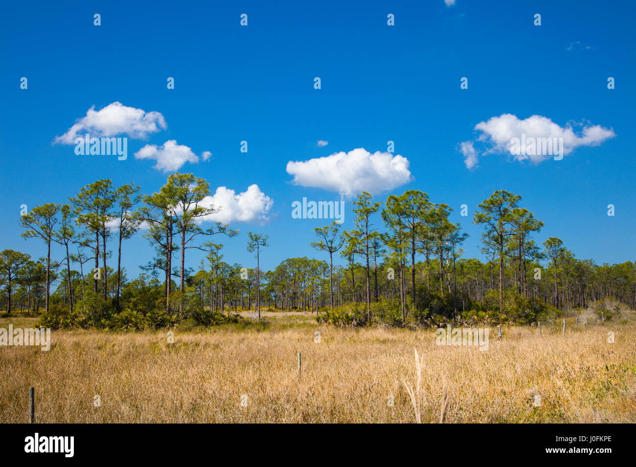 Kiefer-Flatwoods in Babcock/Webb Wildlife Management Area in Punta Gorda in Südwest Florida Stockfoto