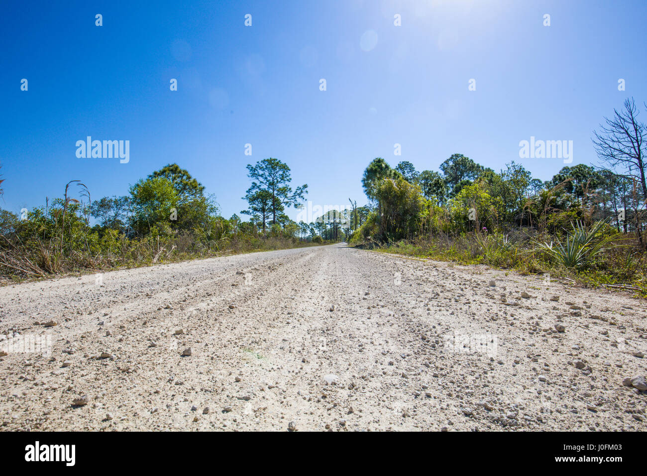 Niedrige Sicht auf Straße in Babcock/Webb Wildlife Management Area in Punta Gorda in Südwest Florida Stockfoto