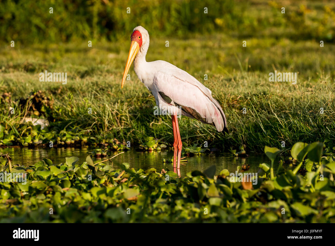 Gelber Berechneter Storch Stockfotos und -bilder Kaufen - Alamy