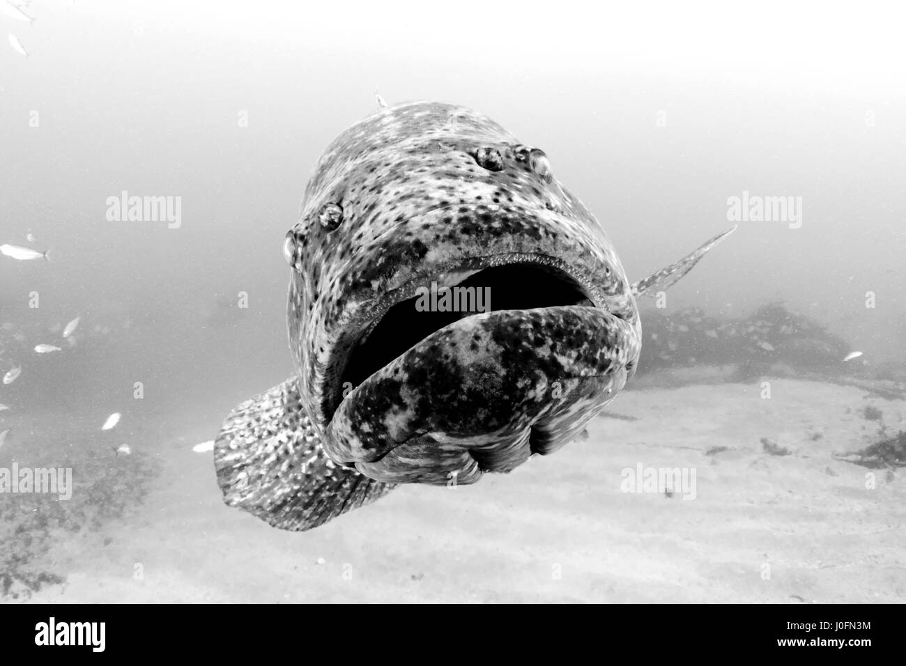 Goliath grouper Stockfoto