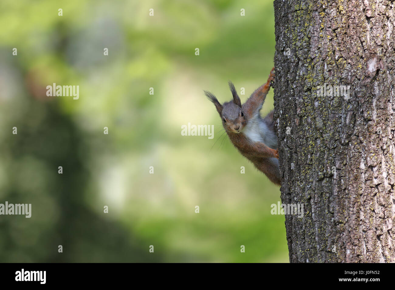 Europäische Eichhörnchen spähen aus der Seite eines Baumes Stockfoto