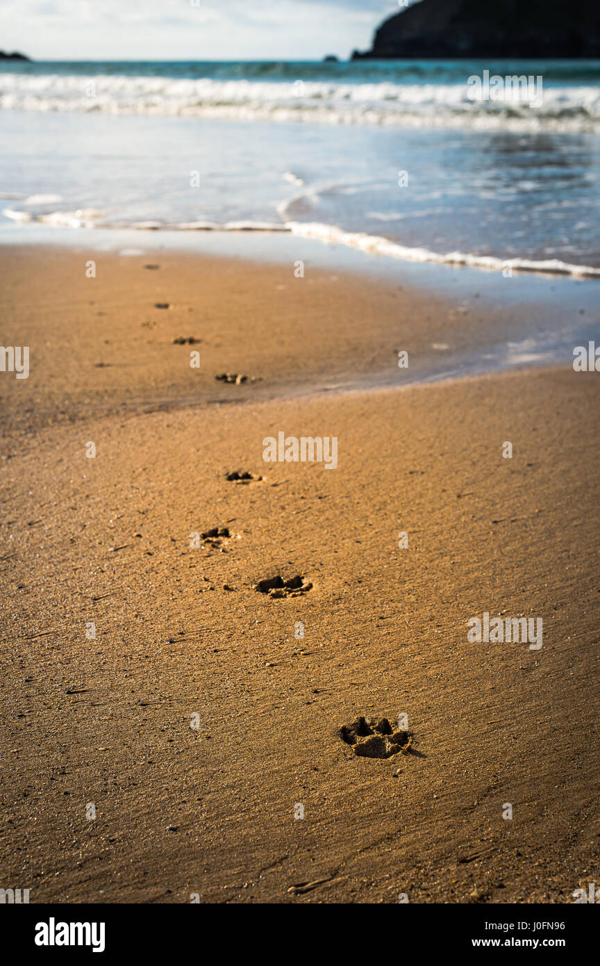 Hundepfote druckt in den Sand am Ufer an einem wunderschönen Strand in Cornwall England Stockfoto