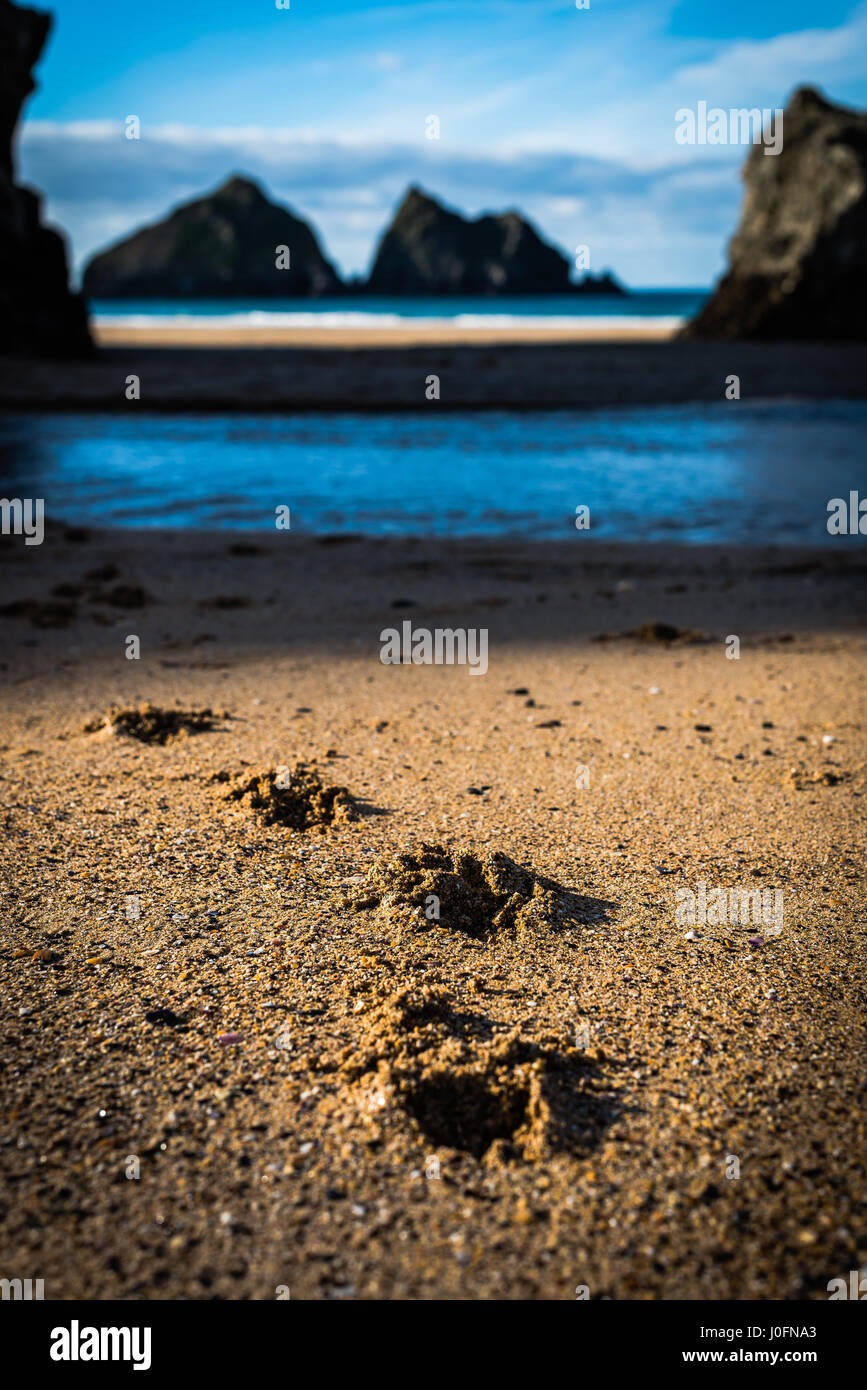 Hundepfote druckt in den Sand am Ufer an einem wunderschönen Strand in Cornwall England Stockfoto