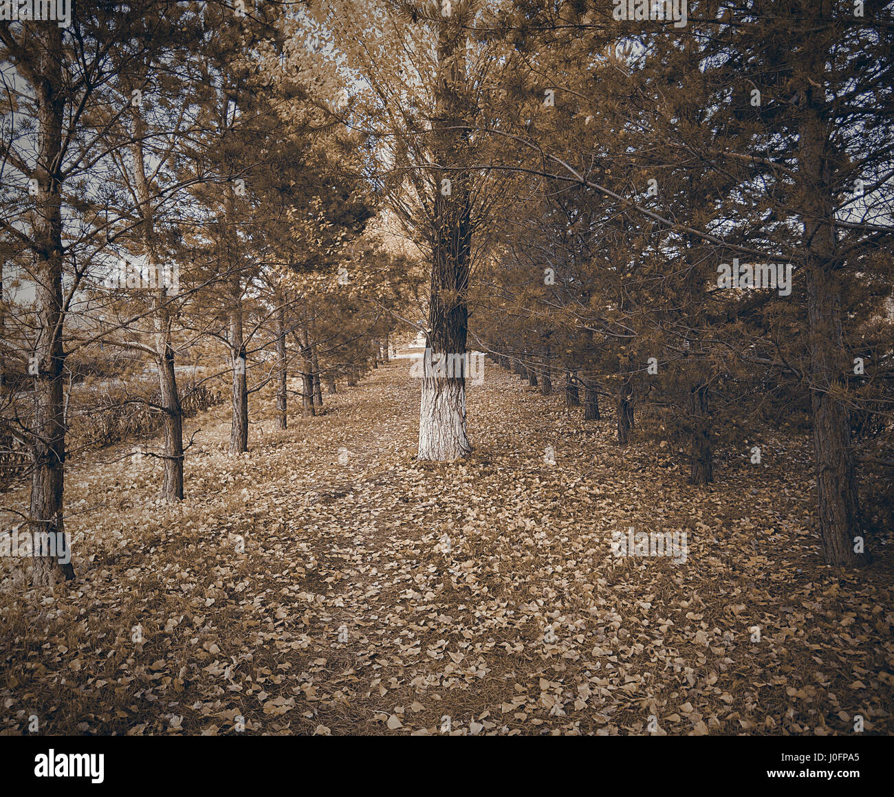 Herbst in Astana. Bäume und Blätter, sepia Stockfoto