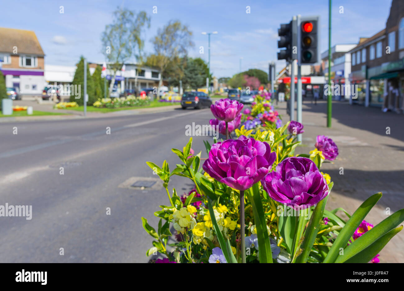 Blumenbeet in einer kleinen Stadt im Süden des Vereinigten Königreichs im Frühjahr. Aufgenommen in Rustington, West Sussex, England, UK. Stockfoto