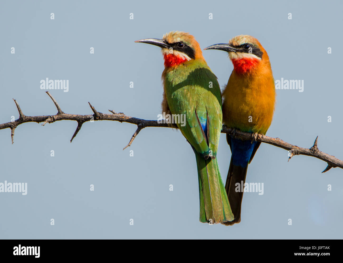 Ein paar von White-fronted Bienenfresser thront auf einem Ast, Pretoria, Südafrika Stockfoto