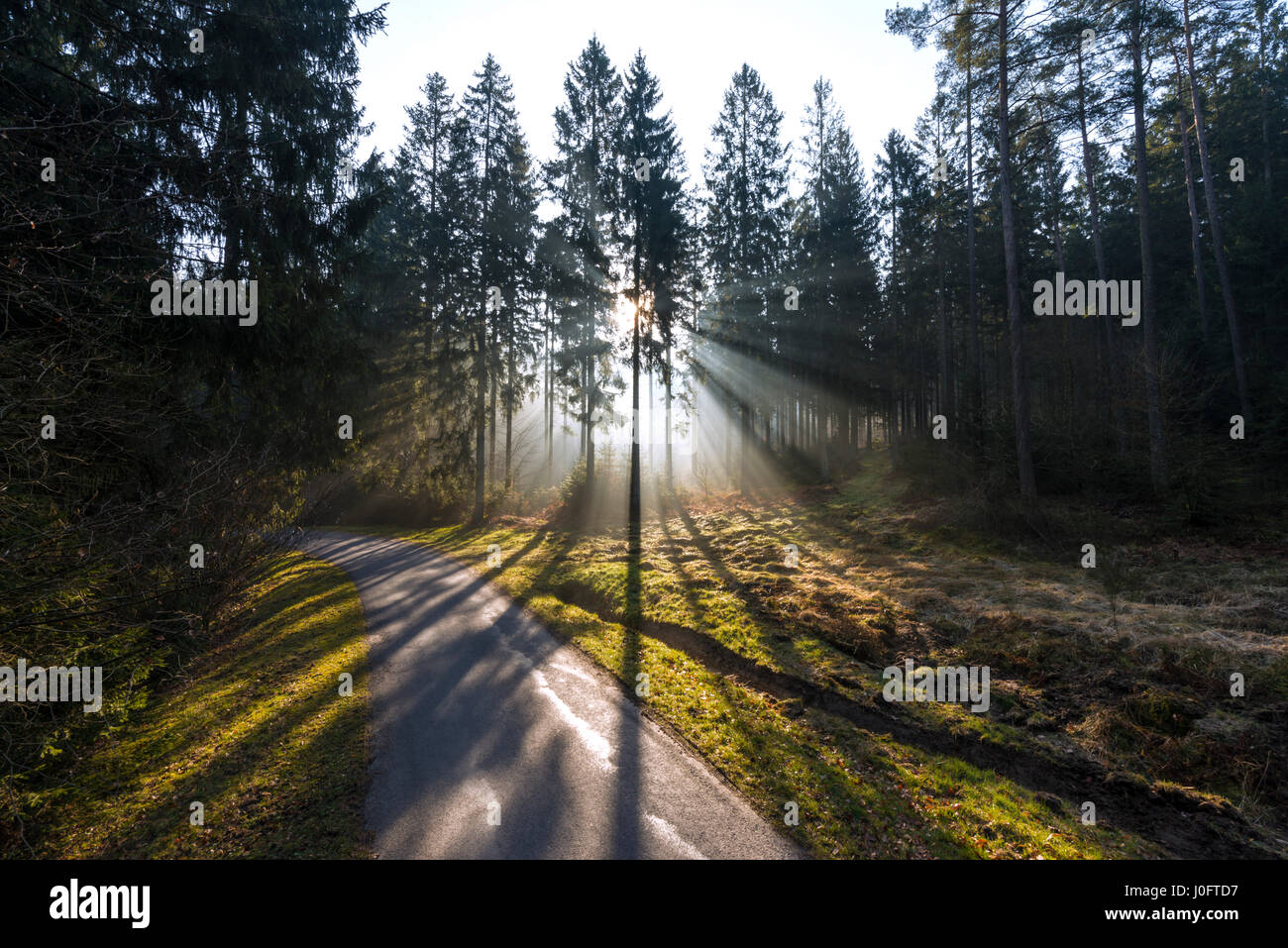 Wunderschönen Sonnenaufgang an einem Frühlingsmorgen in einem belgischen Kiefernwald Stockfoto