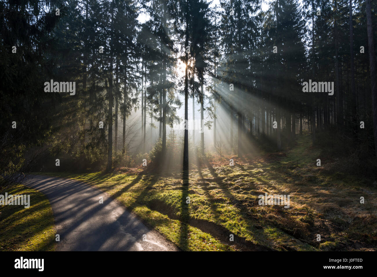 Wunderschönen Sonnenaufgang an einem Frühlingsmorgen in einem belgischen Kiefernwald Stockfoto