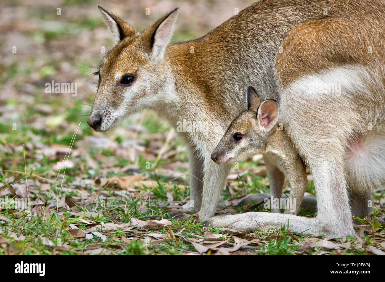 Agile Wallaby mit joey, der aus der Tasche schaut. Stockfoto