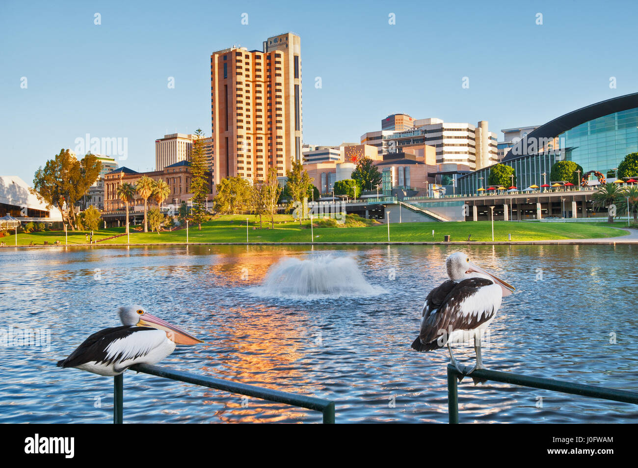 Pelikane am Lake Torrens in Adelaide City. Stockfoto