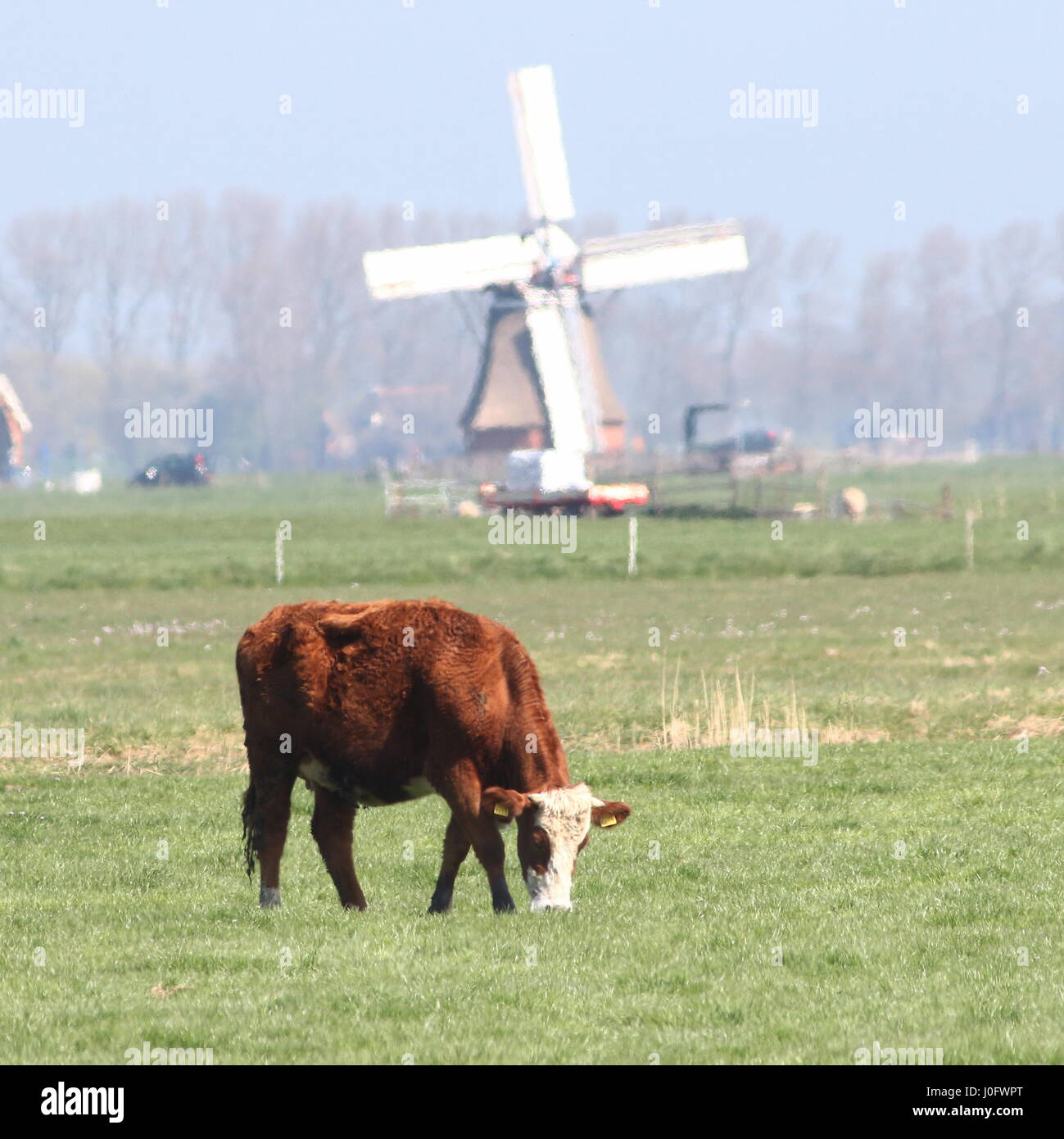 Traditionelle Blaarkoppen Rinder ("Blister-Kopf"), eine alte holländische Rasse gefunden hauptsächlich in der Provinz Groningen, Norden der Niederlande. Stockfoto