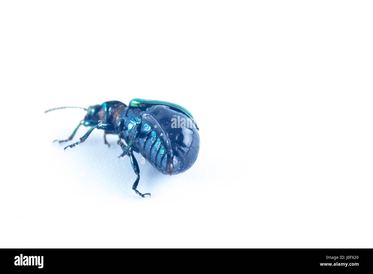 Kaukasische Mint Blattgrün Käfer mit grün rot orange metallic-Farbe (Chrysolina Herbacea) in der Familie der Crysomelidae - isoliert im weißen Hinterg Stockfoto