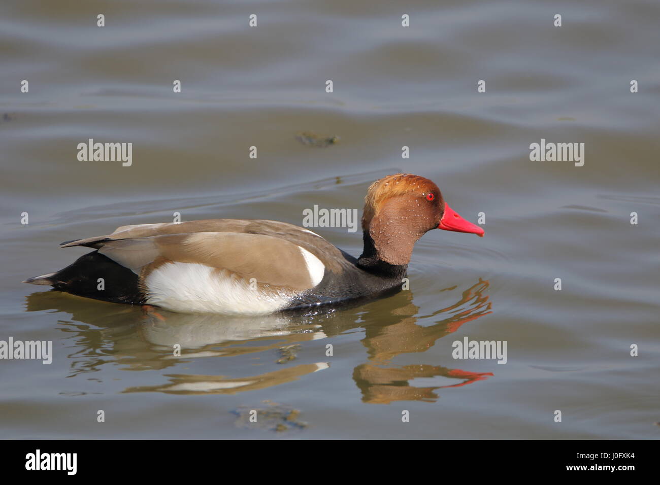 Rot-crested Tafelenten (Netta Rufina) bei Titchwell Marsh UK Stockfoto