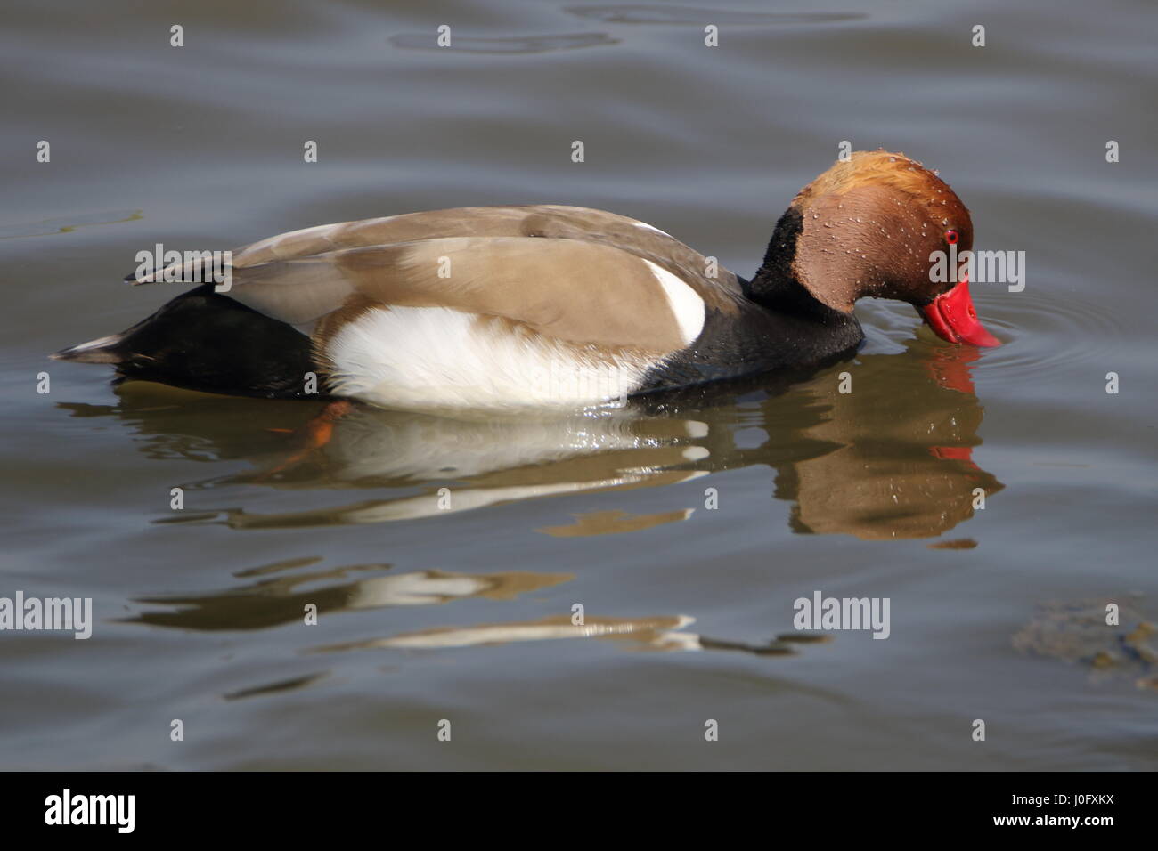 Rot-crested Tafelenten (Netta Rufina) bei Titchwell Marsh UK Stockfoto