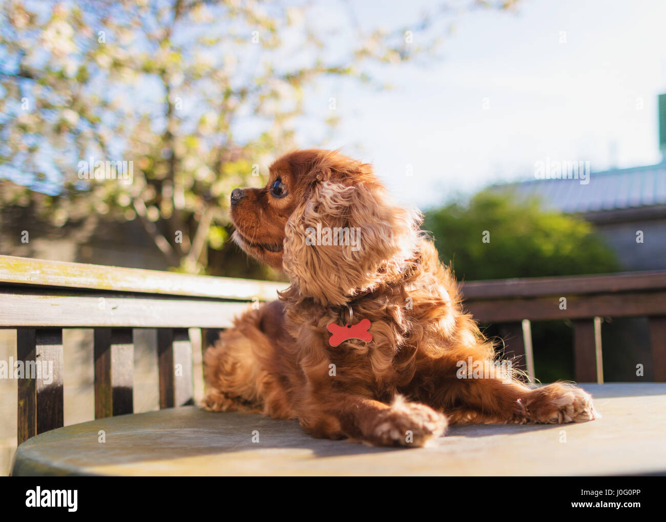 Netter Hund King Charles Cavalier, liegend im Garten hinter dem Haus. Stockfoto