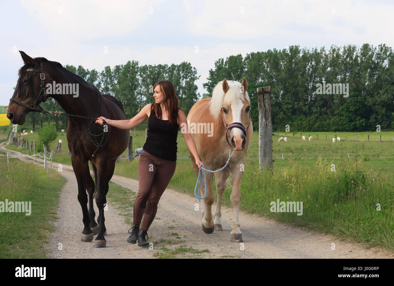 Junge Frau zu Fuß mit zwei Pferden, Haflinger Hengst und Stute,  Tschechische Warmblut Stockfotografie - Alamy