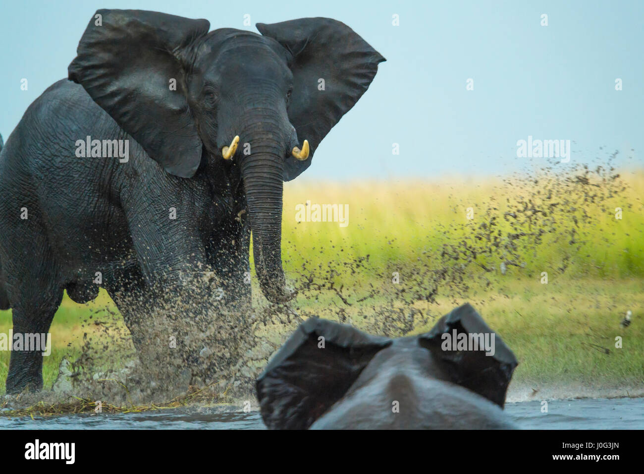 Elefanten spielen laden andere Elefant, Chobe Nat Pk, Botswana, Afrika Stockfoto