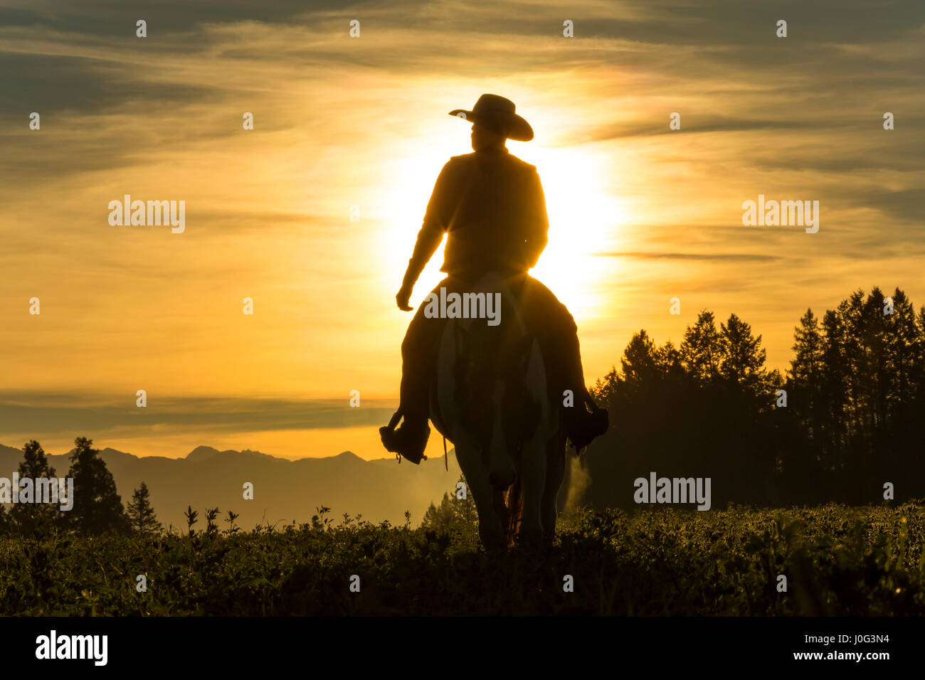 Cowboy Reiten auf Grünland mit Bergen im Hintergrund, am frühen Morgen, British Columbia, Kanada Stockfoto