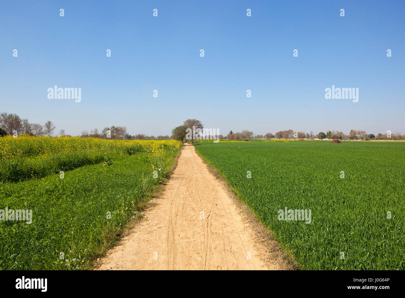 Rajasthan-Landschaft im Frühling mit einem sandigen Track durch Senf und Weizen Felder mit Bäumen unter strahlend blauem Himmel Stockfoto
