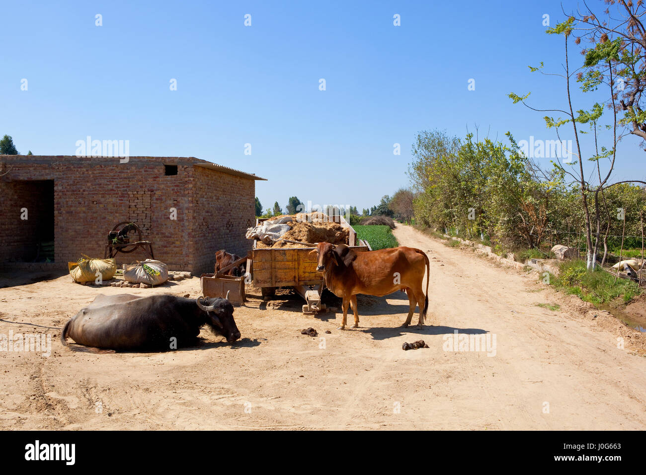 eine traditionelle Rajasthan-Hof mit Vieh und Wagen in der Nähe von landwirtschaftlichen Gebäuden und Weizenfelder unter blauem Himmel im Frühling in Indien Stockfoto