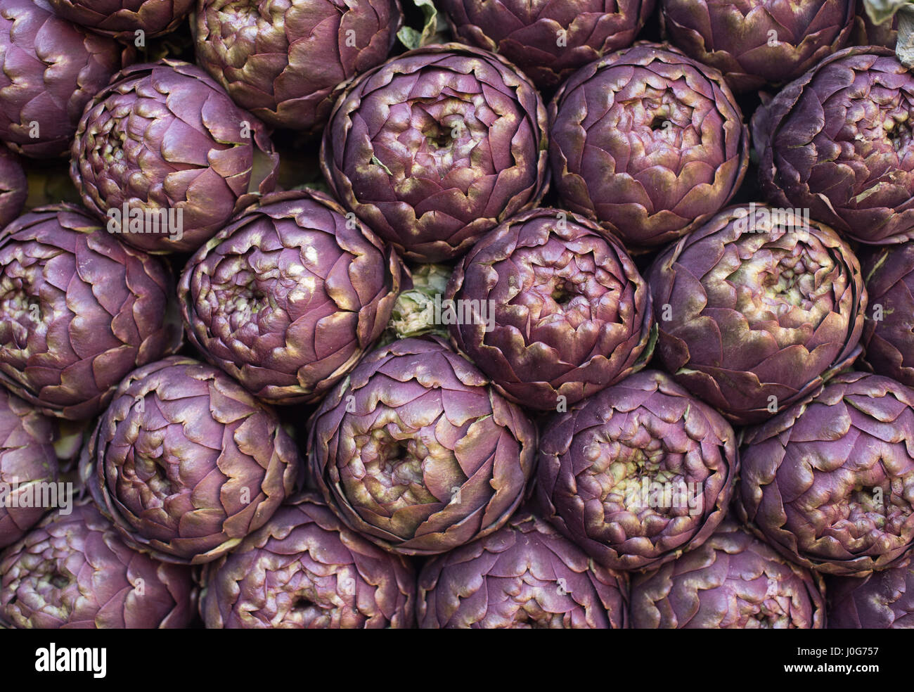 Muster der viele violette Artischocke Blumen in Reihen, Tageslicht im freien Markt Regal Stockfoto