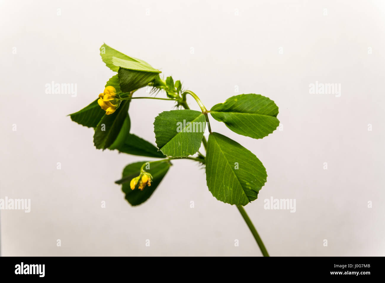 Black Medick (Medicago Lupulina) im Central Valley in Kalifornien.  Als invasive Art in den USA Stockfoto