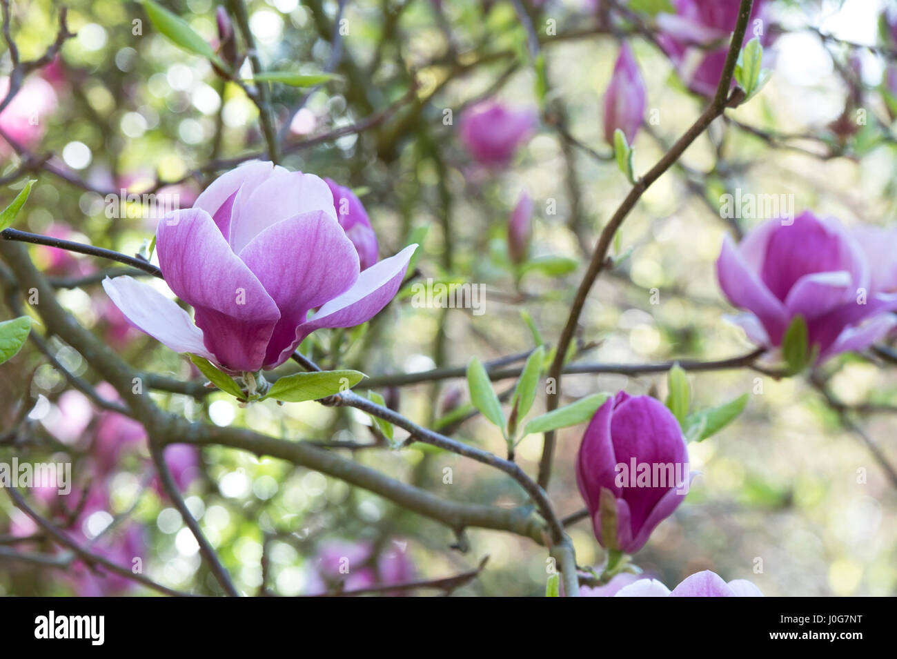 Magnolia × Soulangeana. Untertasse Magnolie. Chinesische Magnolie Blüte im Frühjahr. UK Stockfoto