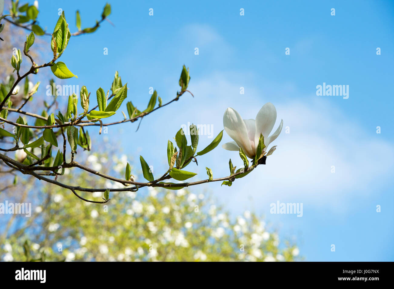 Magnolia X veitchii "Isca" Blume gegen blauen Himmel im Frühjahr. UK Stockfoto