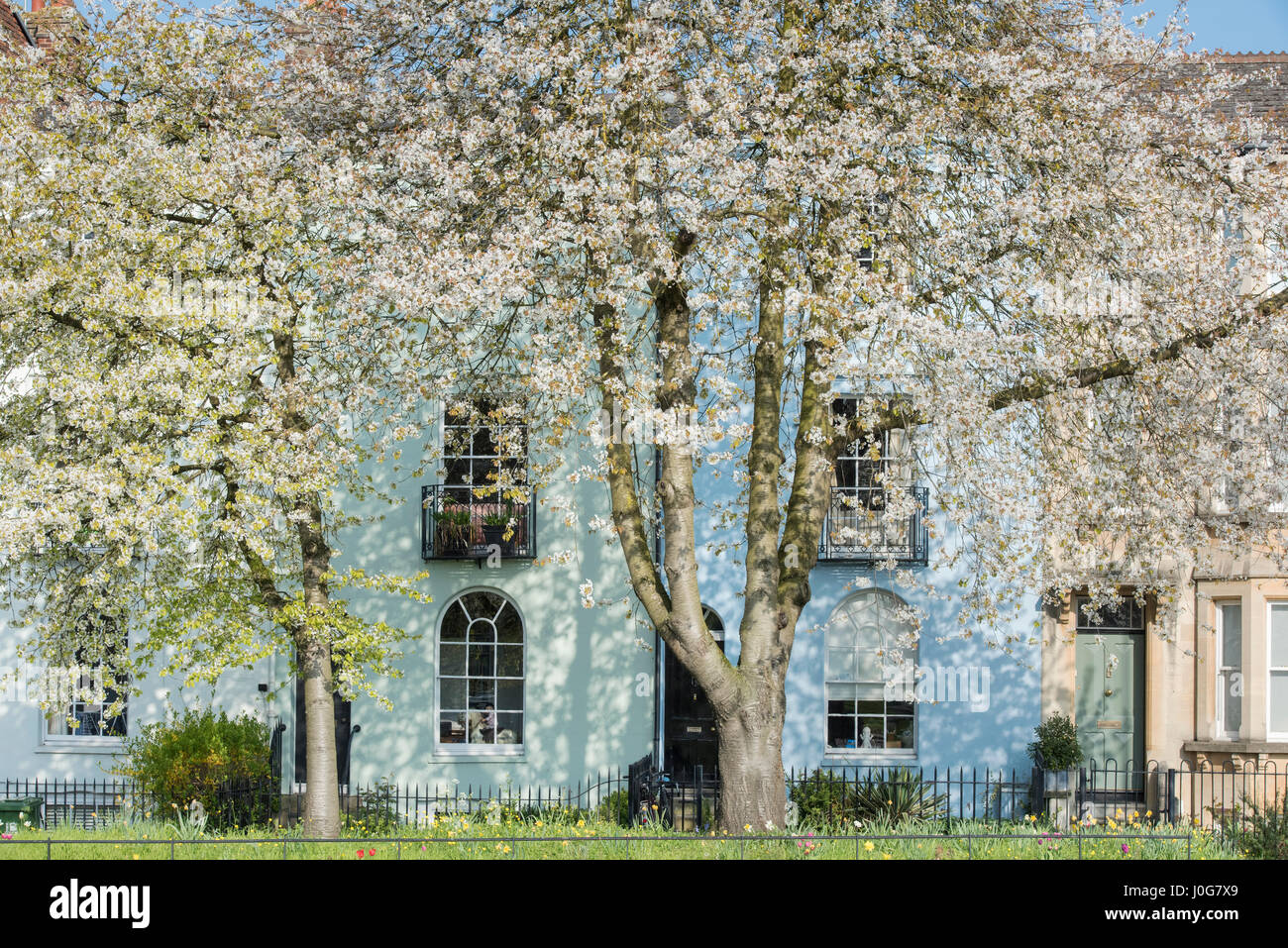 Blühende Kirschbäume vor Reihenhäusern in St Clements Street, Oxford, Oxfordshire, England Stockfoto