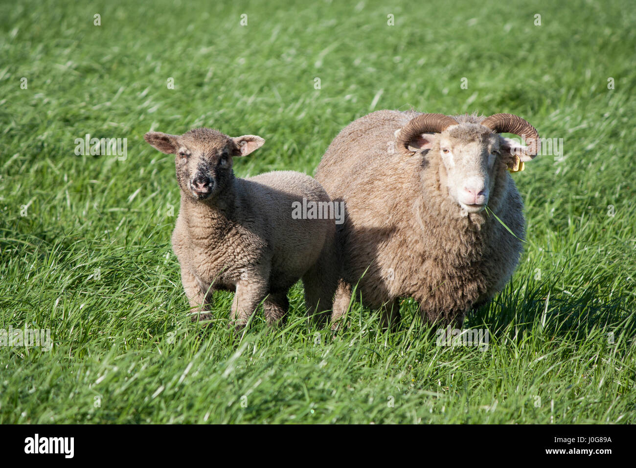 Ein Mutterschaf Dorset und ihr Lamm nachschlagen aus Weiden in einem grünen Feld Stockfoto