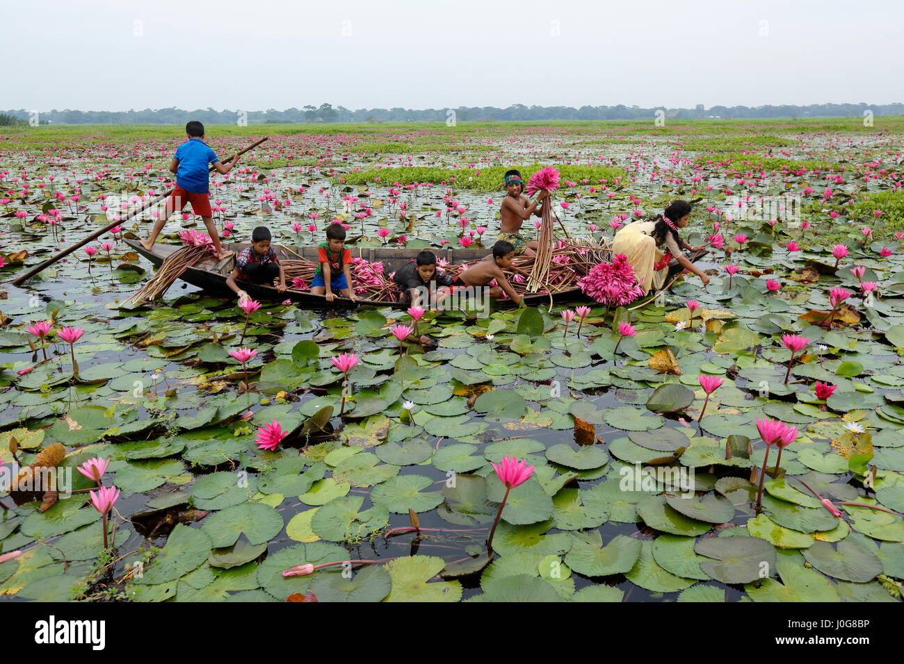 Kinder sammeln Seerosen aus Shatla Beel am Ujirpur in Barisal. Bangladesch Stockfoto