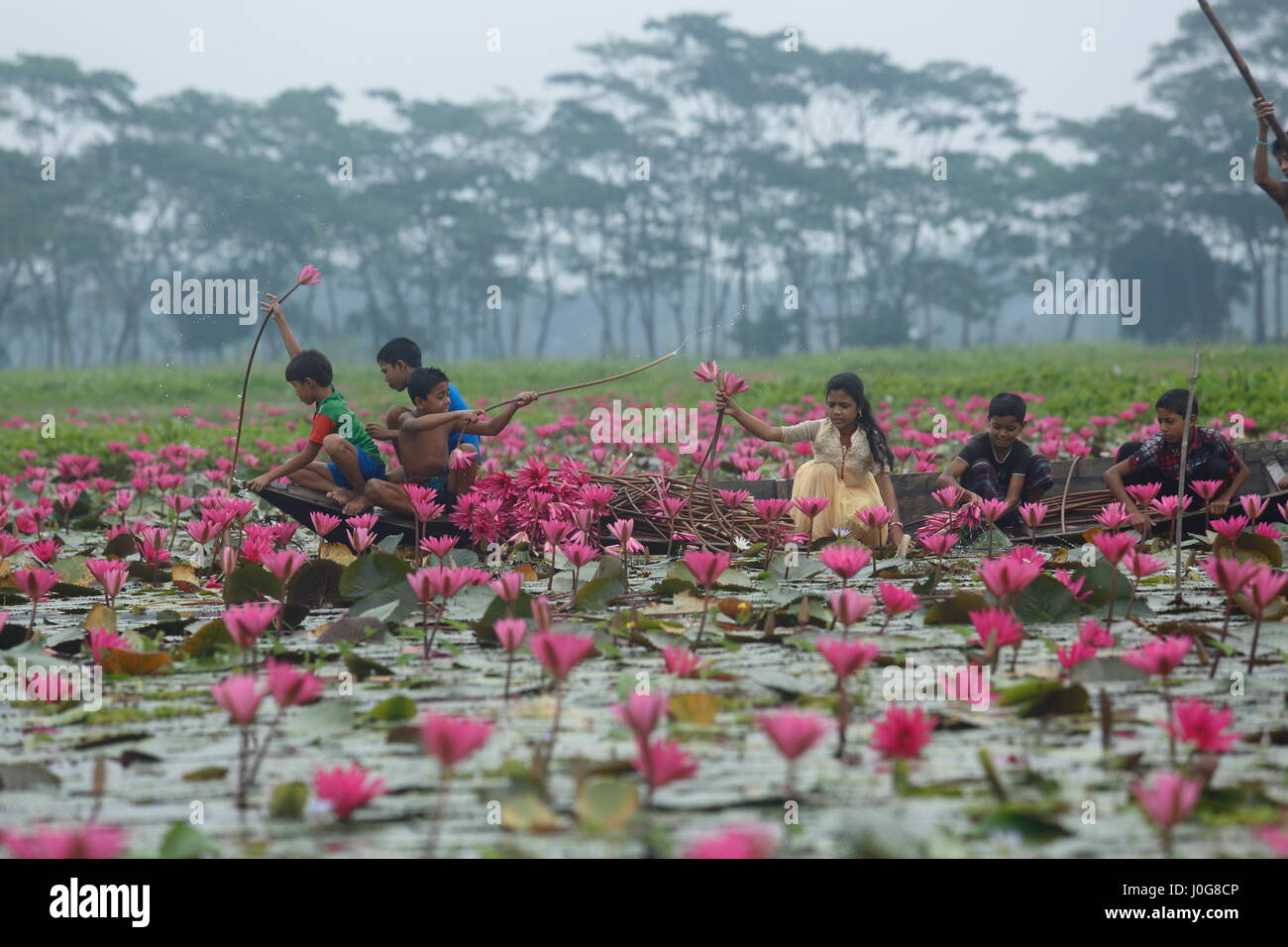 Kinder sammeln Seerosen aus Shatla Beel am Ujirpur in Barisal. Bangladesch Stockfoto