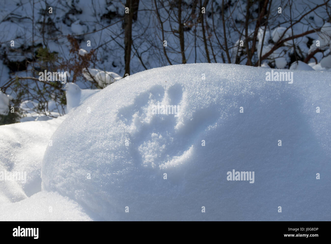 Druck einer Hand im Schnee im Wald Stockfoto